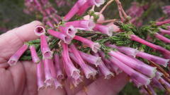 Erica diaphana