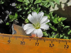 Cerastium polymorphum