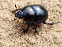 Trypocopris vernalis