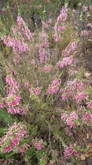 Erica diaphana
