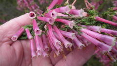 Erica diaphana