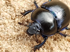 Trypocopris vernalis