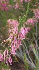 Erica diaphana
