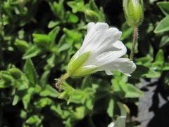 Cerastium polymorphum