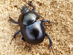 Trypocopris vernalis