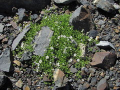 Cerastium polymorphum