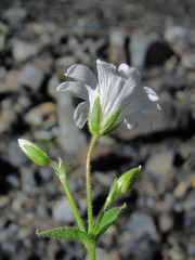 Cerastium polymorphum
