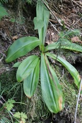 Clintonia udensis