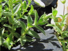 Cerastium polymorphum