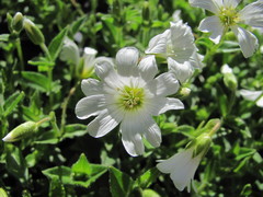 Cerastium polymorphum