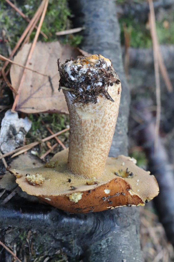 Suillus plorans