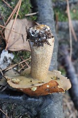 Suillus plorans
