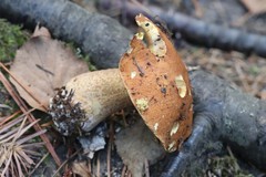 Suillus plorans