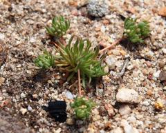 Adenogramma glomerata