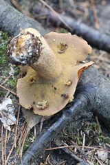 Suillus plorans