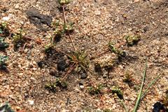 Adenogramma glomerata