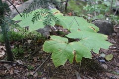 Oplopanax elatus