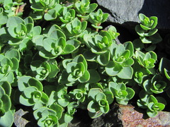 Veronica telephiifolia glareosa