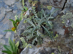 Jurinea filicifolia