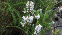 Erica sagittata
