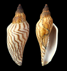 Fulgoraria rupestris