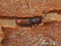Silvanus unidentatus