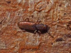 Silvanus unidentatus