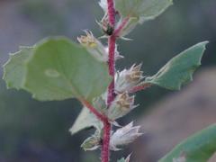 Forsskaolea hereroensis image