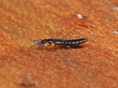 Dadobia immersa