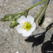 Cistanthe coquimbensis - Photo (c) Eitel Carlos Thielemann Pinto, some rights reserved (CC BY-NC), uploaded by Eitel Carlos Thielemann Pinto