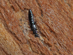 Dadobia immersa