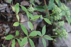 Hylotelephium viviparum