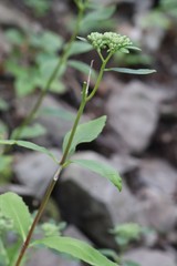 Hylotelephium viviparum