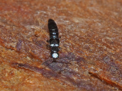 Dadobia immersa