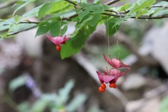 Euonymus macropterus
