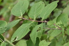 Euonymus macropterus