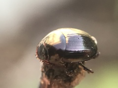 Pseudocanthon perplexus