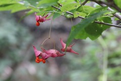 Euonymus macropterus