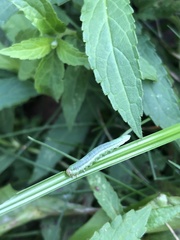 Monostegia abdominalis