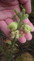 Erica sparrmanni