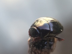 Pseudocanthon perplexus