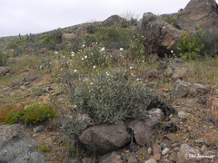 Cistanthe grandiflora