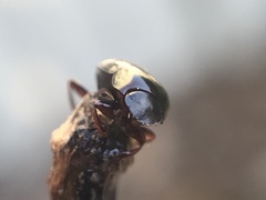 Pseudocanthon perplexus