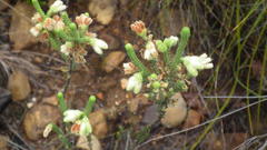 Erica sparrmanni