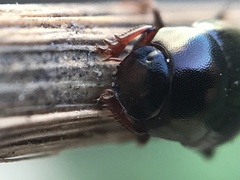 Pseudocanthon perplexus