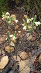 Erica sparrmanni