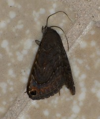 Toxonprucha pardalis