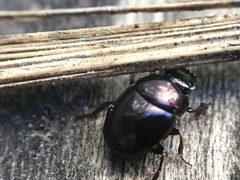 Pseudocanthon perplexus