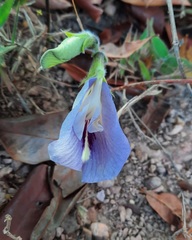 Clitoria guianensis