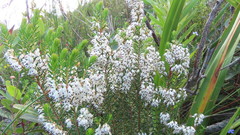 Erica sagittata